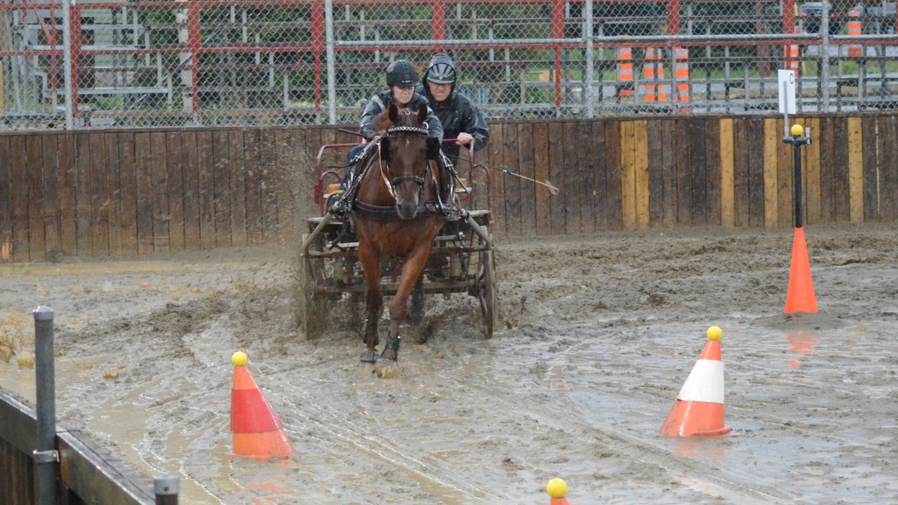 Un derby d'attelage sous une pluie battante à Nashville en Beauce