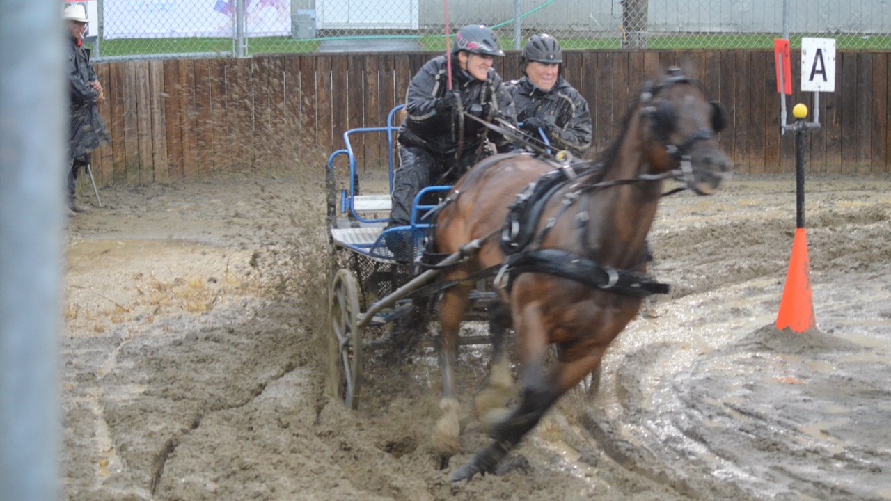 Un derby d'attelage sous une pluie battante à Nashville en Beauce