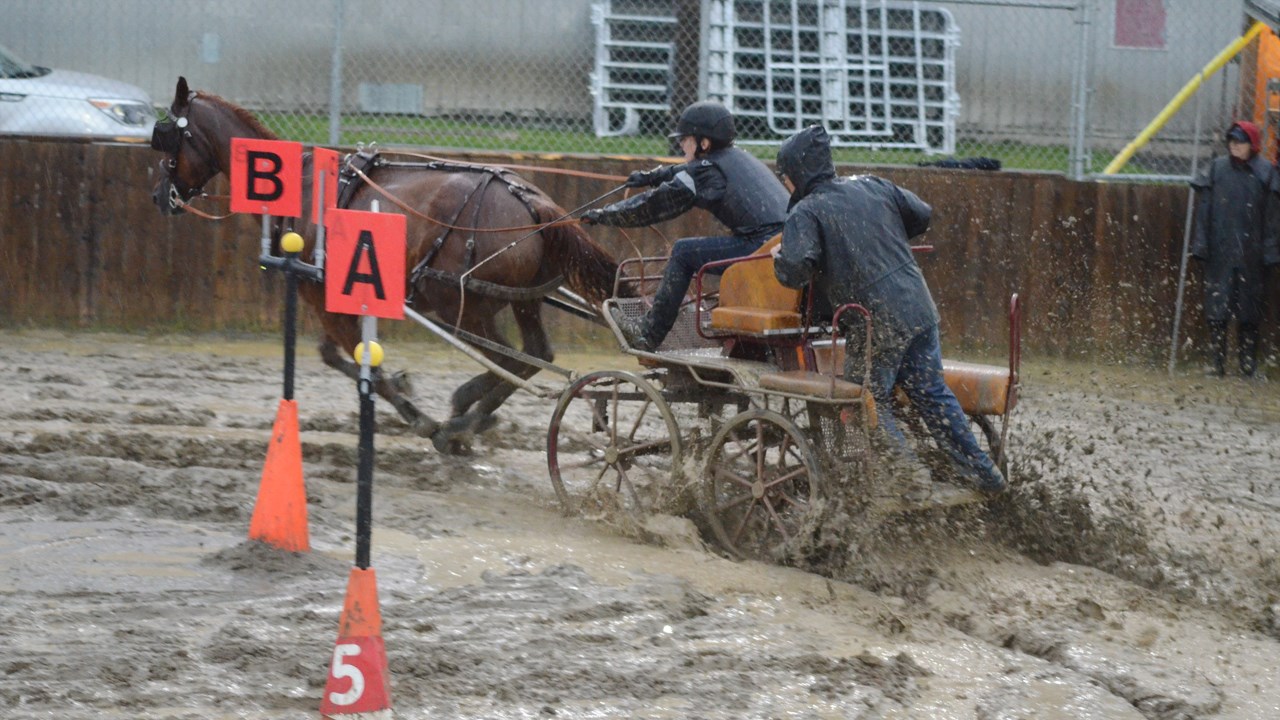 Un derby d'attelage sous une pluie battante à Nashville en Beauce