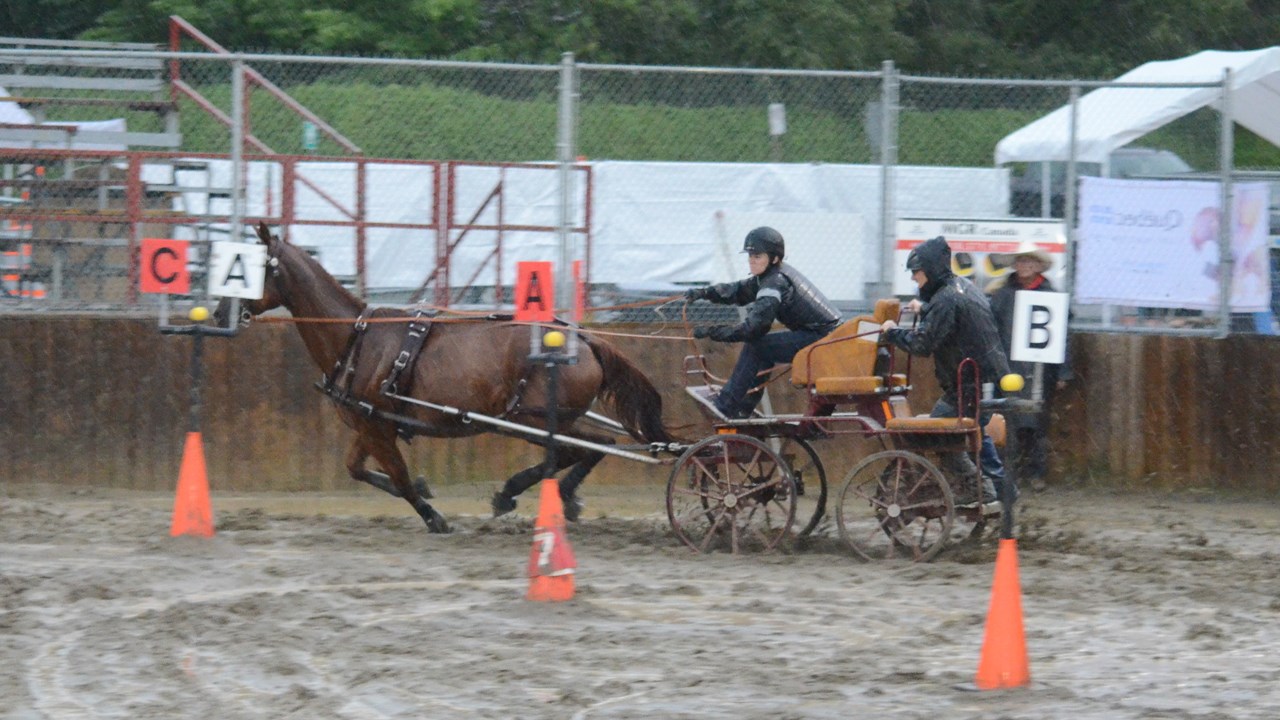Un derby d'attelage sous une pluie battante à Nashville en Beauce
