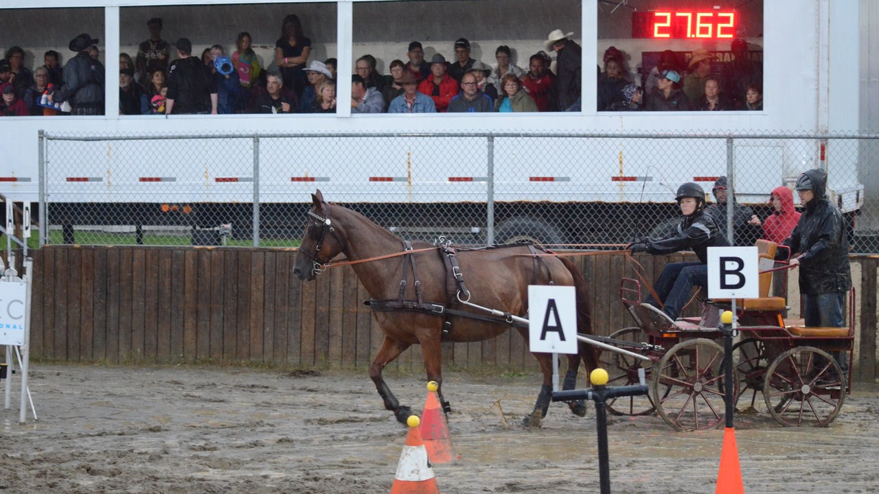 Un derby d'attelage sous une pluie battante à Nashville en Beauce
