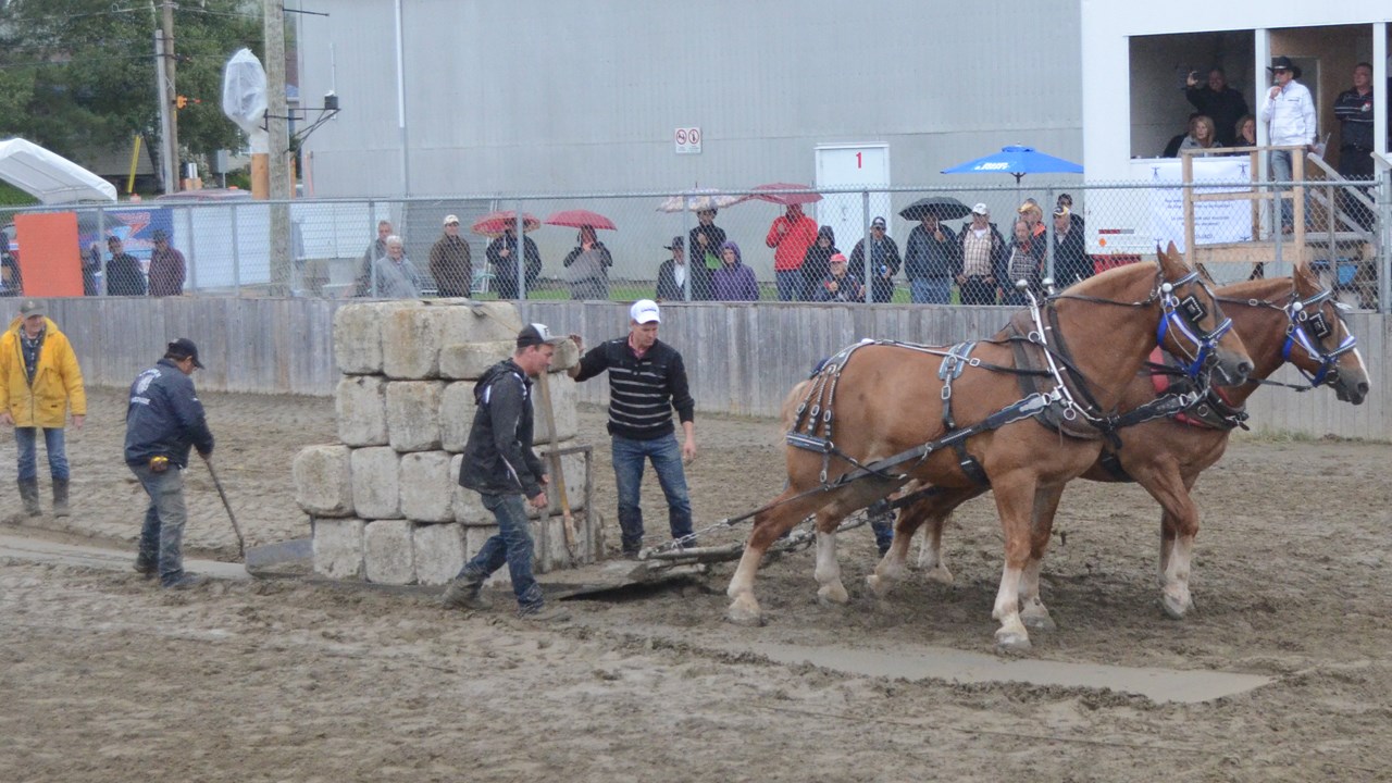 Les poneys impressionnent lors de la tire de chevaux