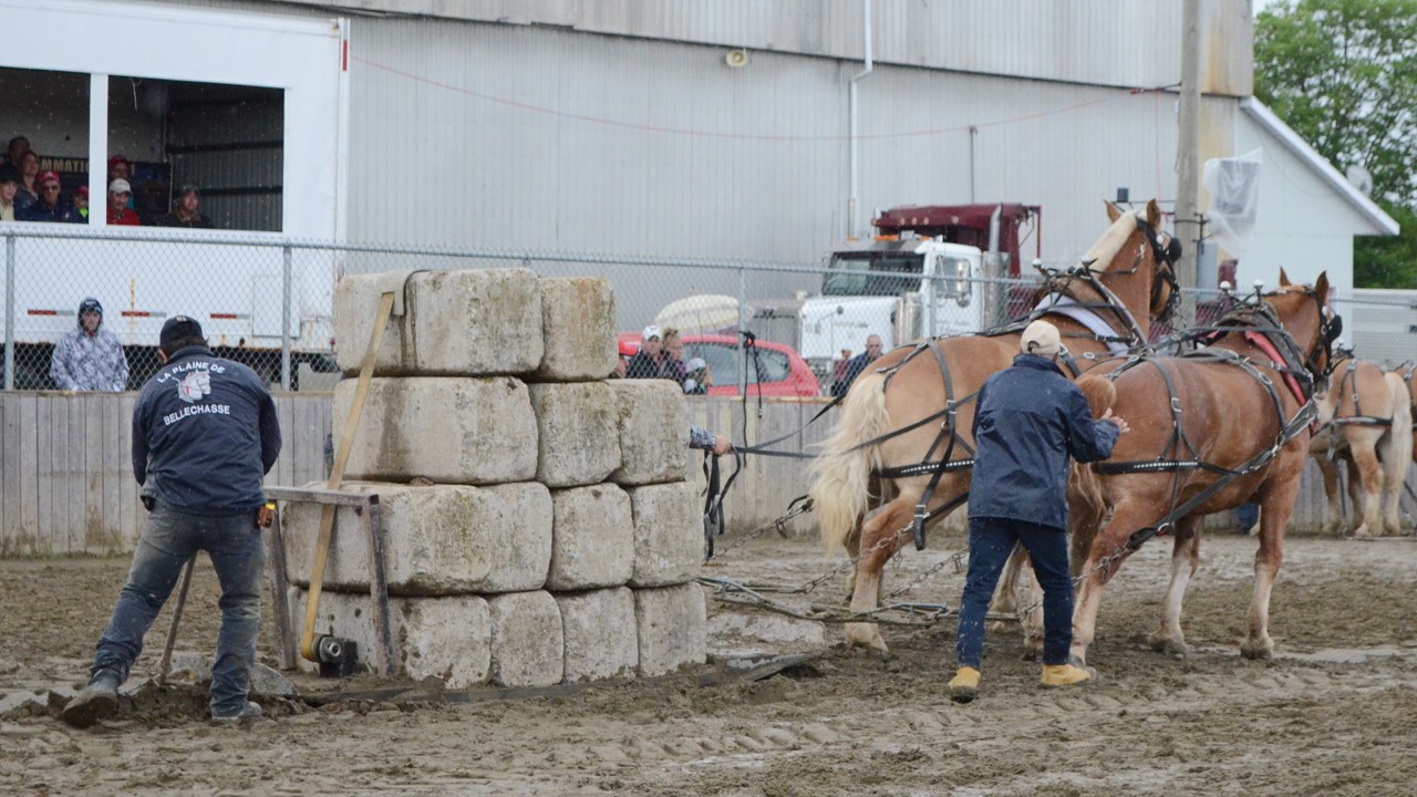 Les poneys impressionnent lors de la tire de chevaux