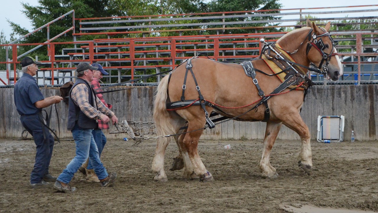 Les poneys impressionnent lors de la tire de chevaux