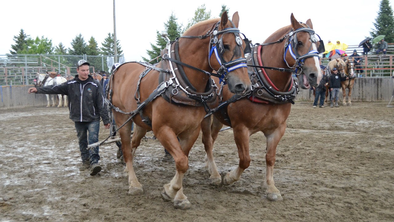 Les poneys impressionnent lors de la tire de chevaux