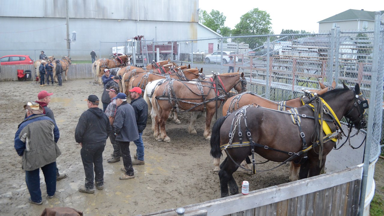 Les poneys impressionnent lors de la tire de chevaux