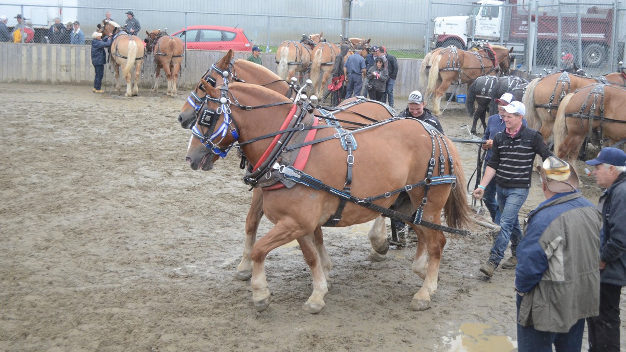 Les poneys impressionnent lors de la tire de chevaux