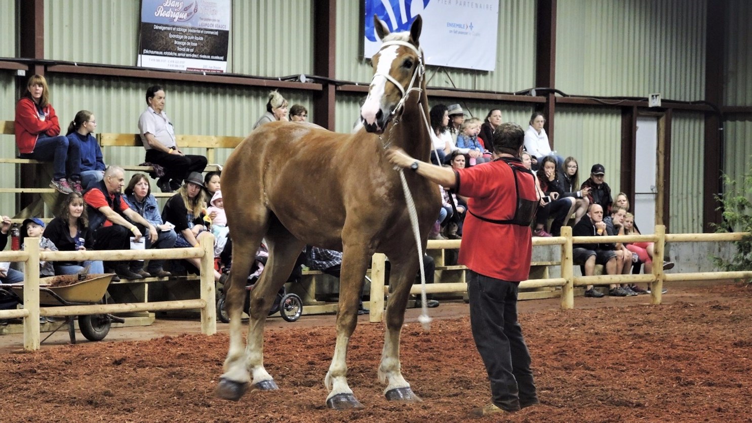 La 53e édition de l'Exposition agricole de Beauce se déroule sur le terrain de l'aréna de Saint-Honoré-de-Shenley du 9 au 13 août 2017.