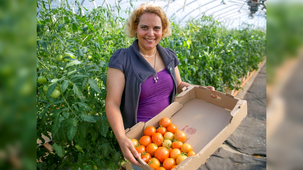 Les Serres Amara, à Sainte-Hénédine, feront découvrir à la population leur grande variété de tomates patrimoniales. 