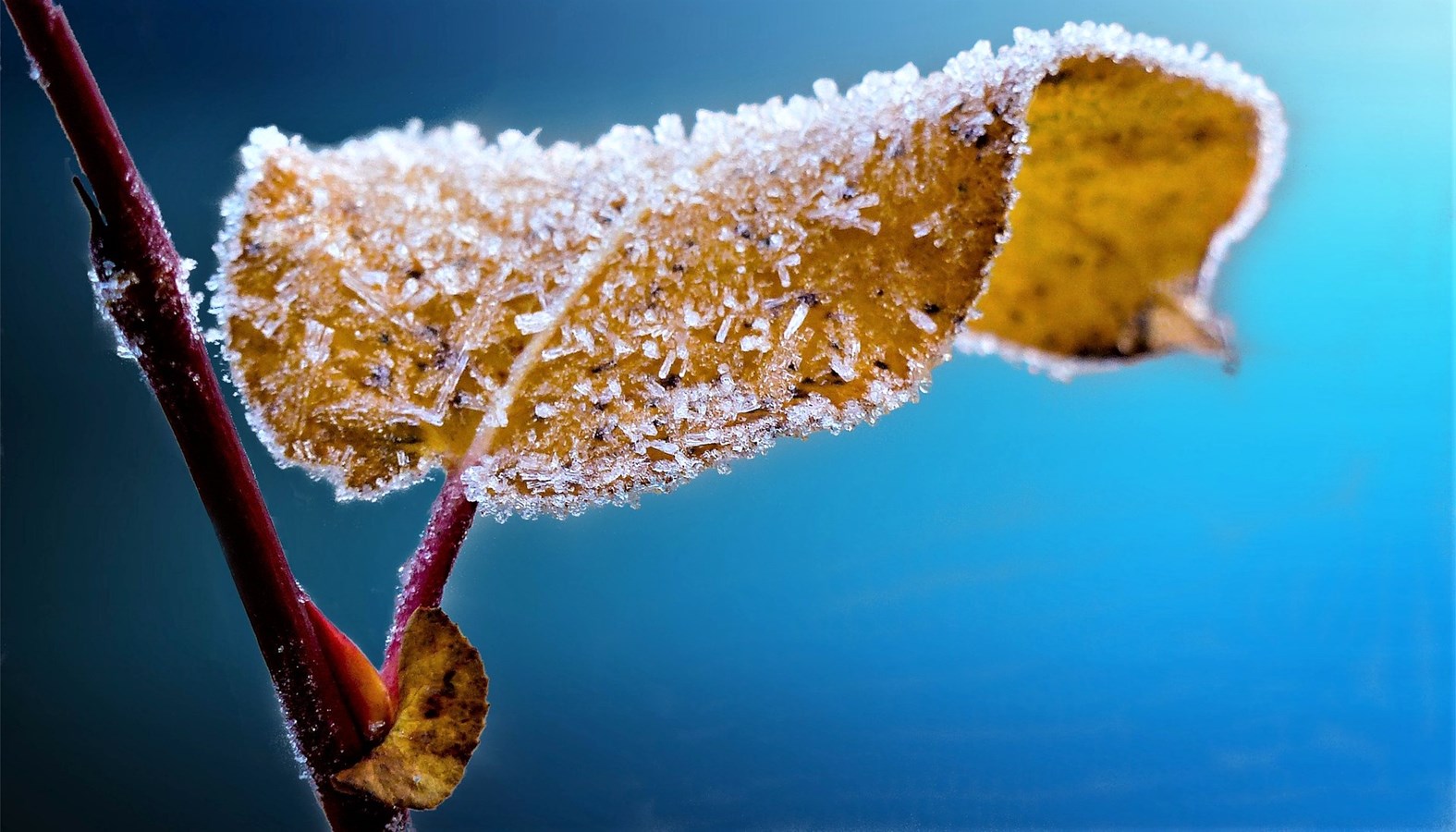 Un avis de gel est en vigueur pour les secteurs de Saint-Georges, Sainte-Marie et Lac-Etchemin.