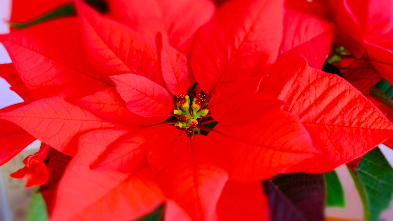 La fondation Au Bercail lance la 3e édition de sa campagne des poinsettias 