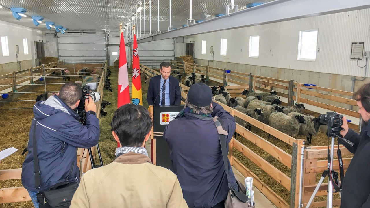 Une contribution de 430 000 $ pour venir en aide aux producteurs ovins