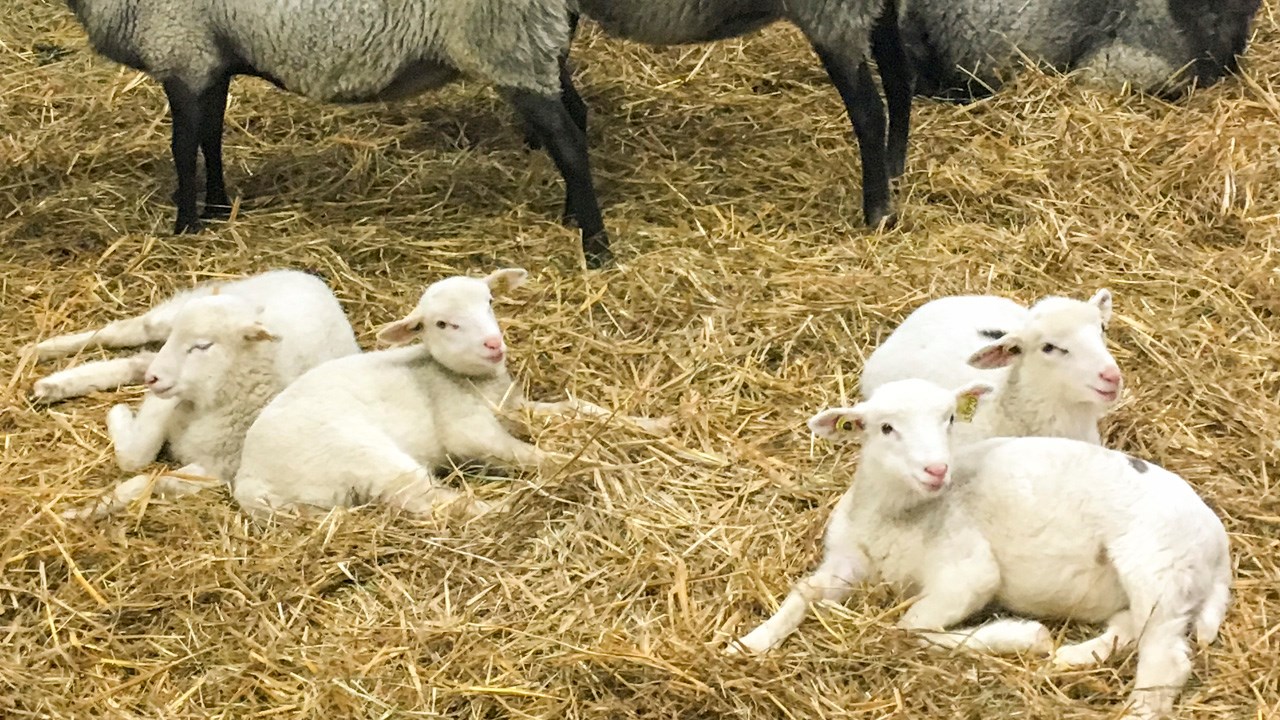 Une contribution de 430 000 $ pour venir en aide aux producteurs ovins