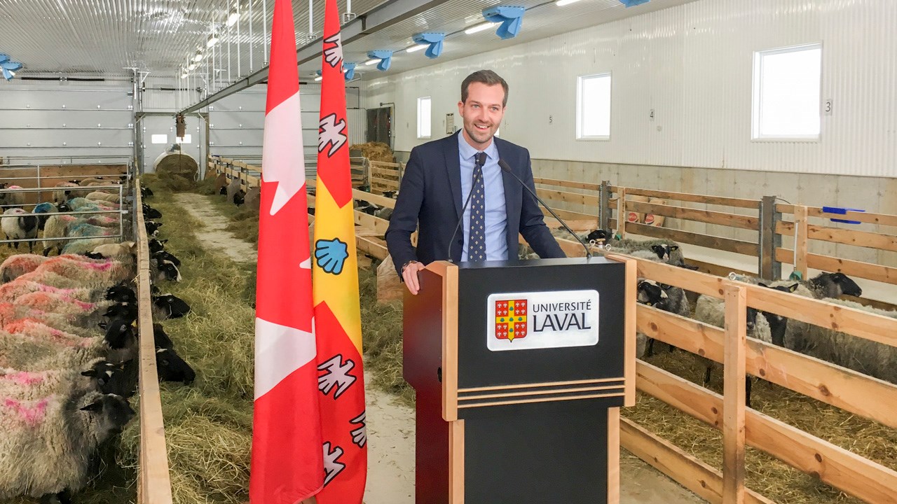 Une contribution de 430 000 $ pour venir en aide aux producteurs ovins