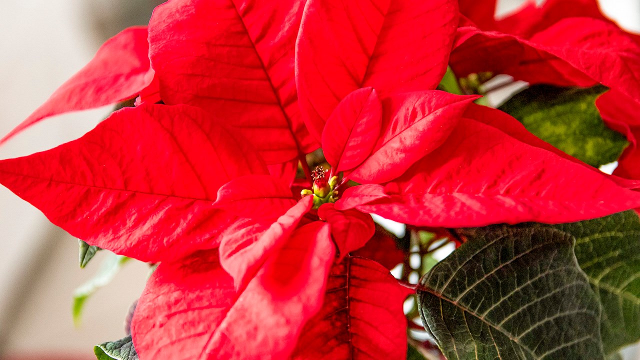L'objectif de 500 poinsettias vendus a été atteint par la Fondation Au Bercail