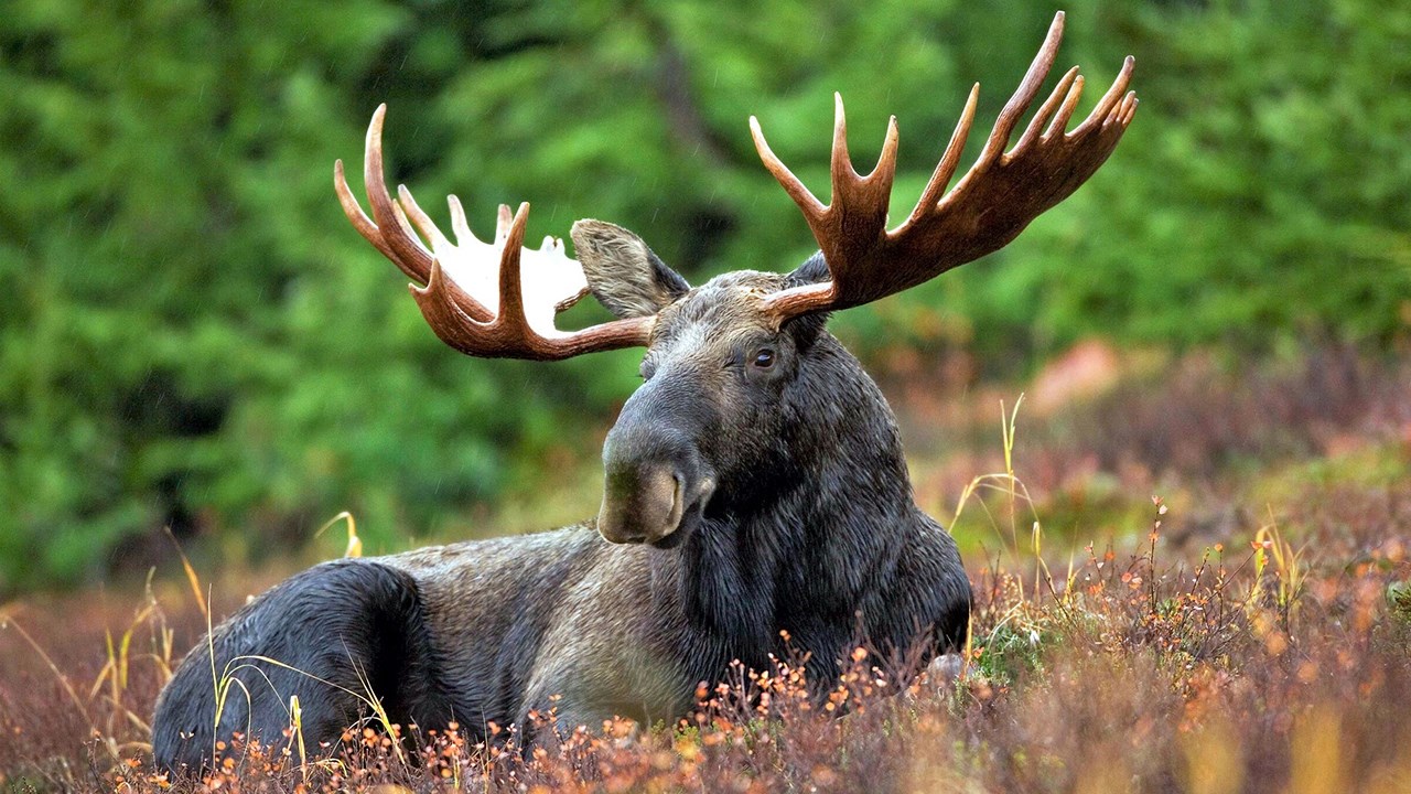 Chasse à l’orignal : nouvelle règle pour les chasseurs non-résidents du Québec