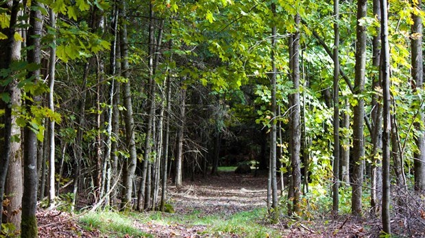 Un homme retrouvé mort sous un arbre à Saint-Éphrem