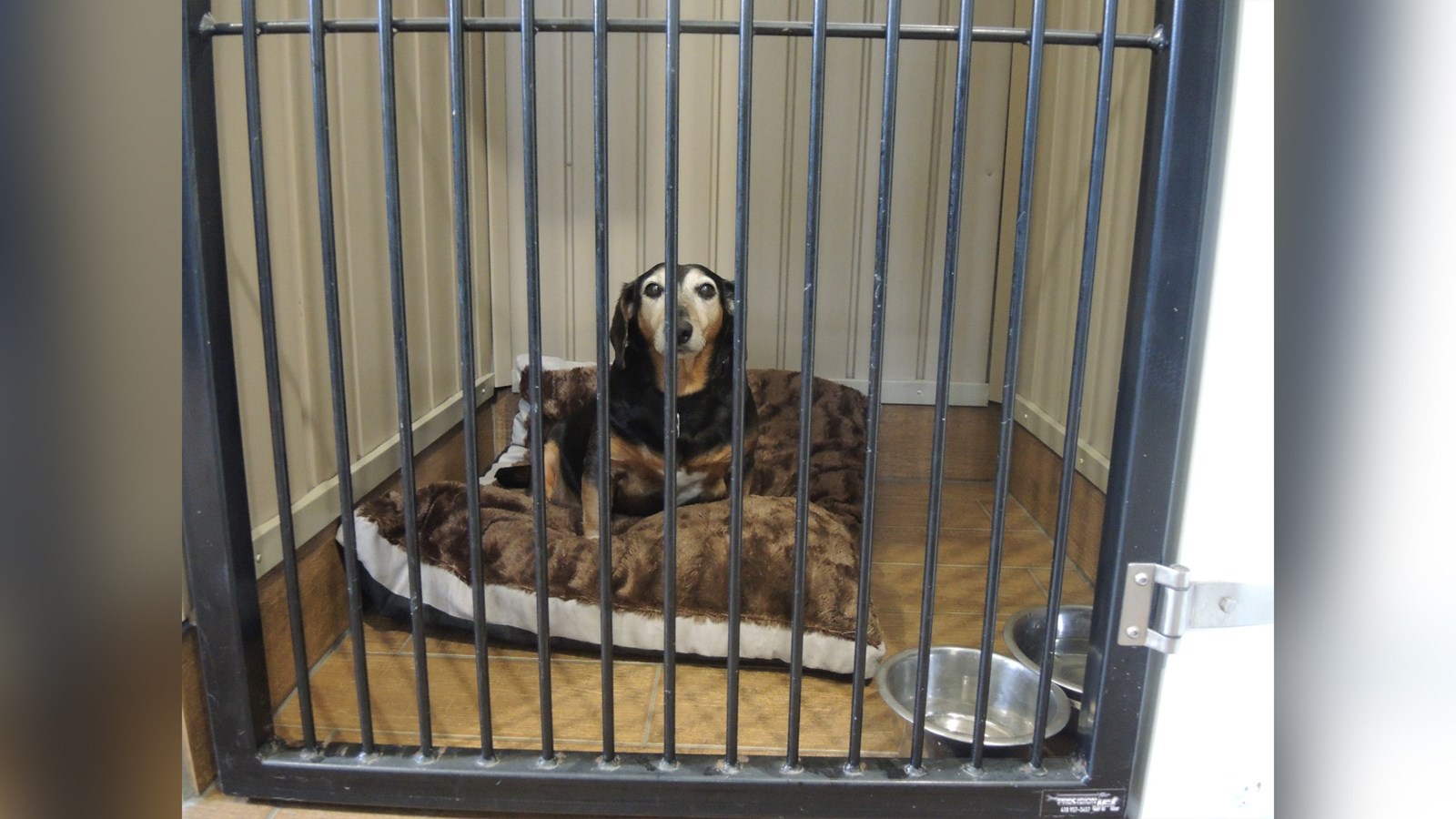 Le Chien d'Or espère renverser la décision de la Ville