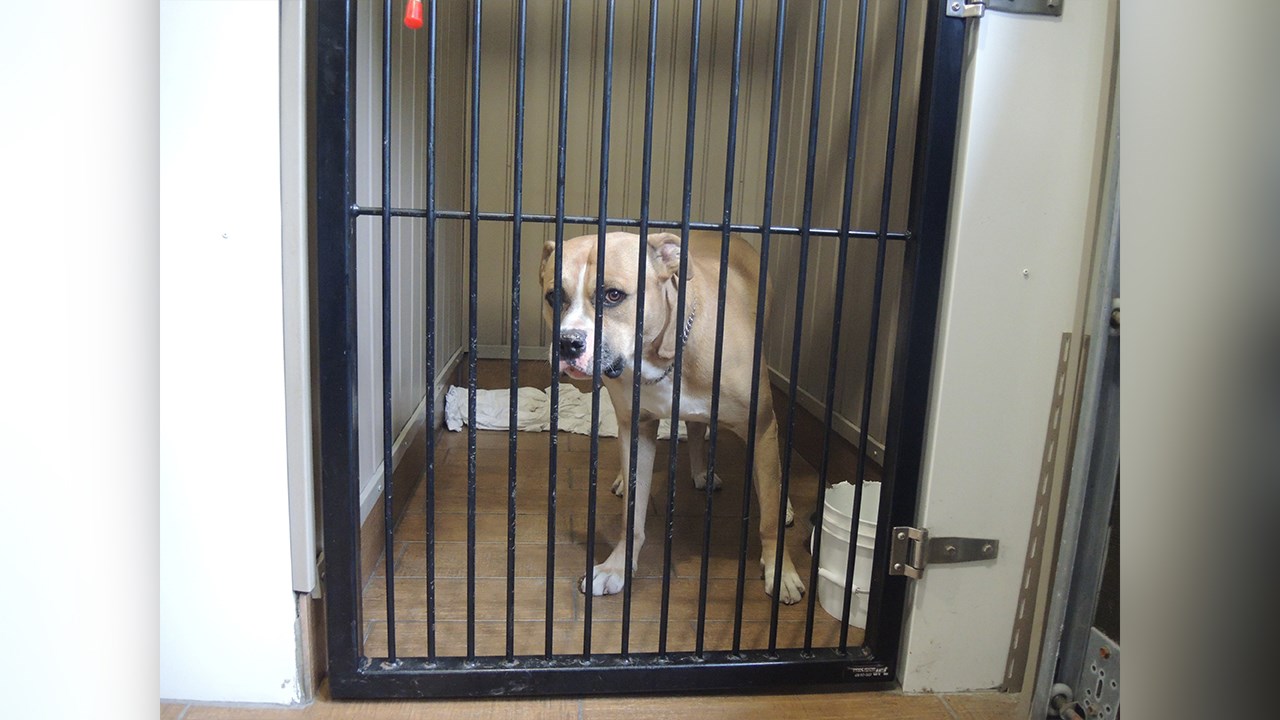 Le Chien d'Or espère renverser la décision de la Ville
