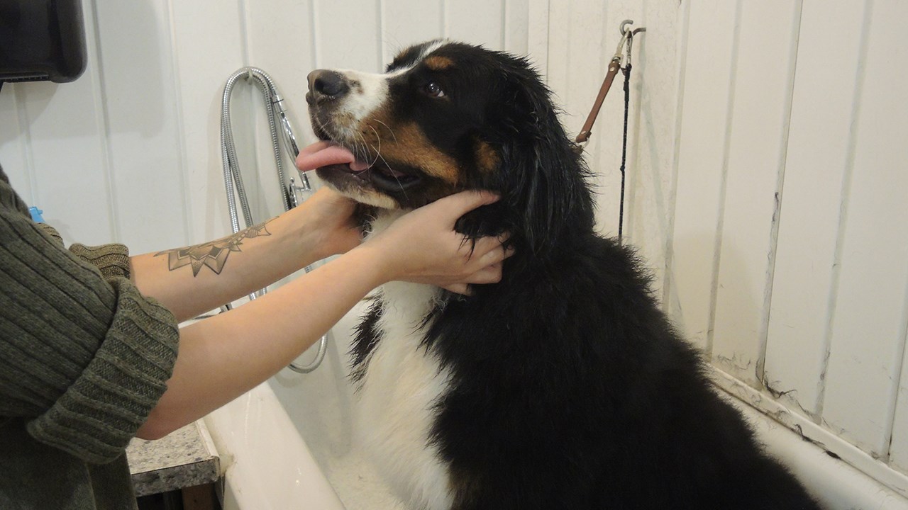 Le Chien d'Or espère renverser la décision de la Ville