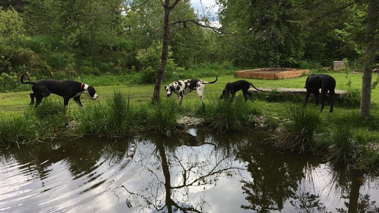 Le Chien d'Or espère renverser la décision de la Ville