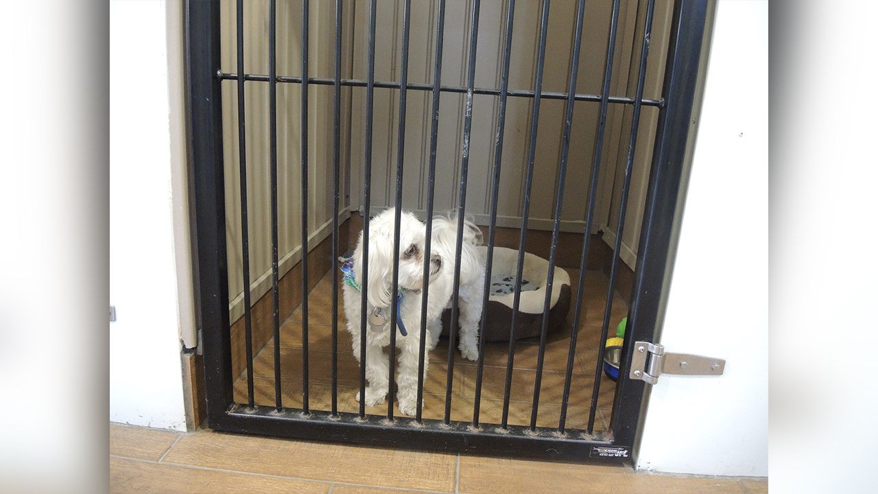 Le Chien d'Or espère renverser la décision de la Ville