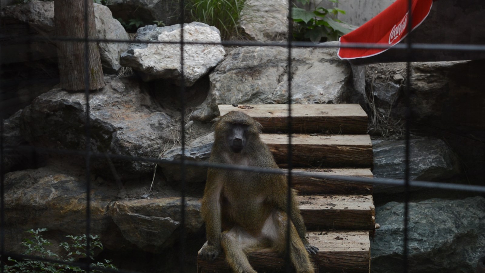 Le Miller zoo : une initiative hors du commun
