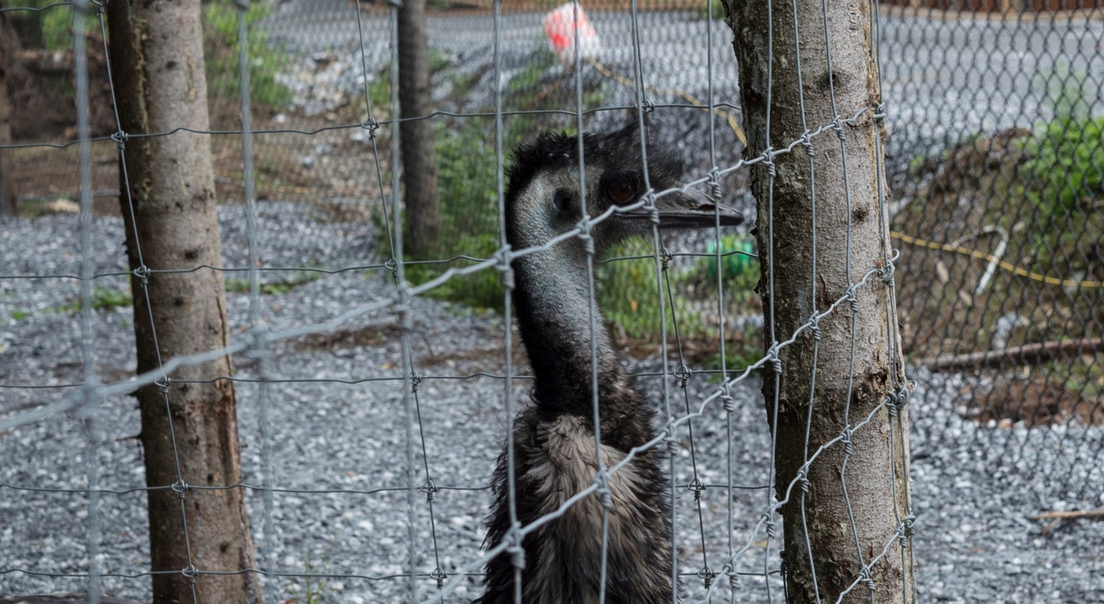 Le Miller zoo : une initiative hors du commun