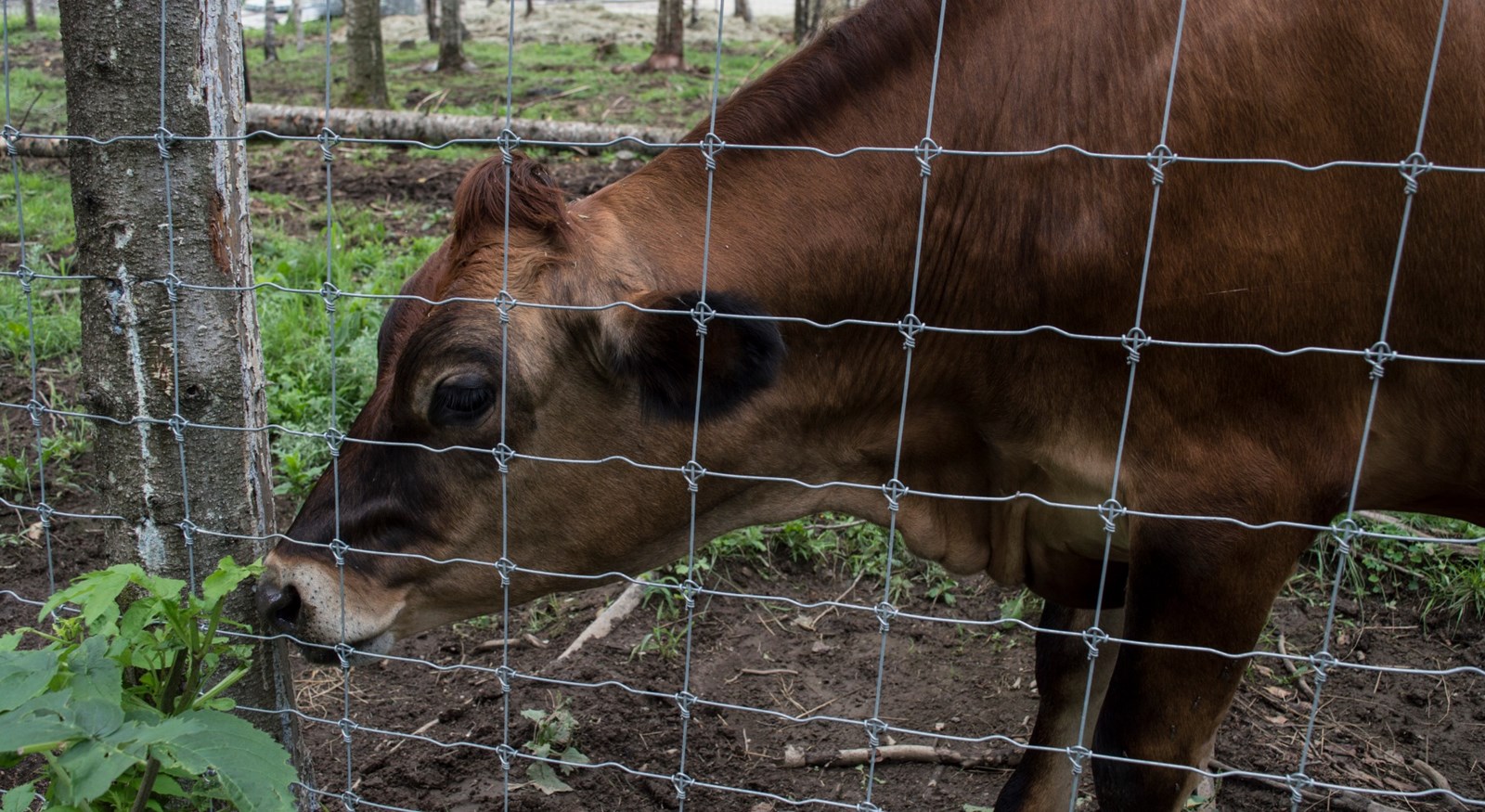 Le Miller zoo : une initiative hors du commun
