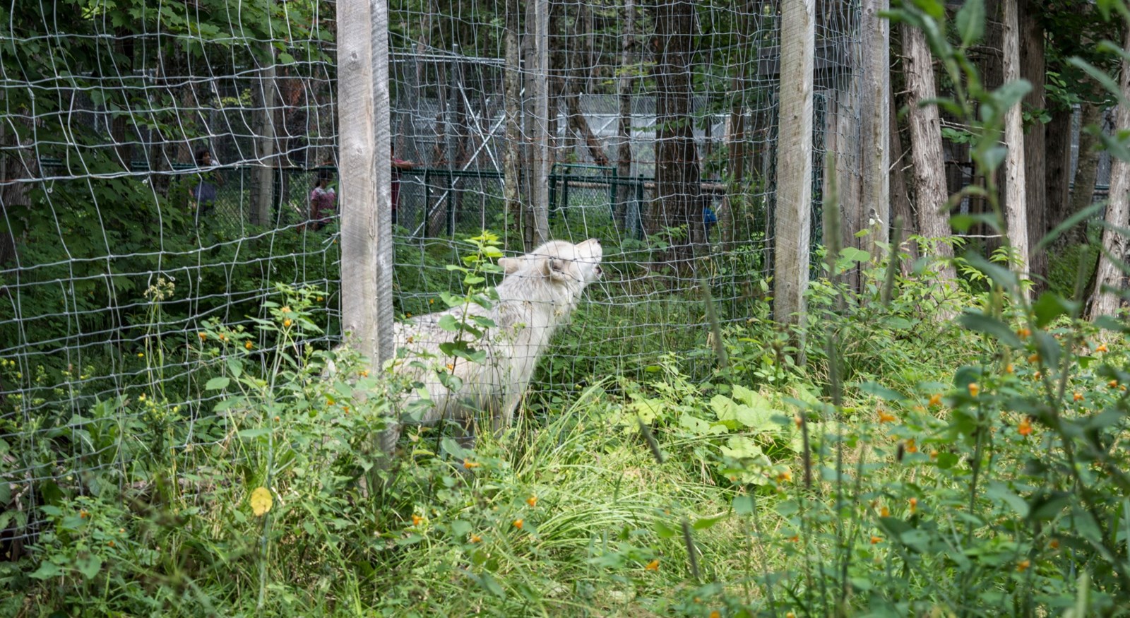 Le Miller zoo : une initiative hors du commun