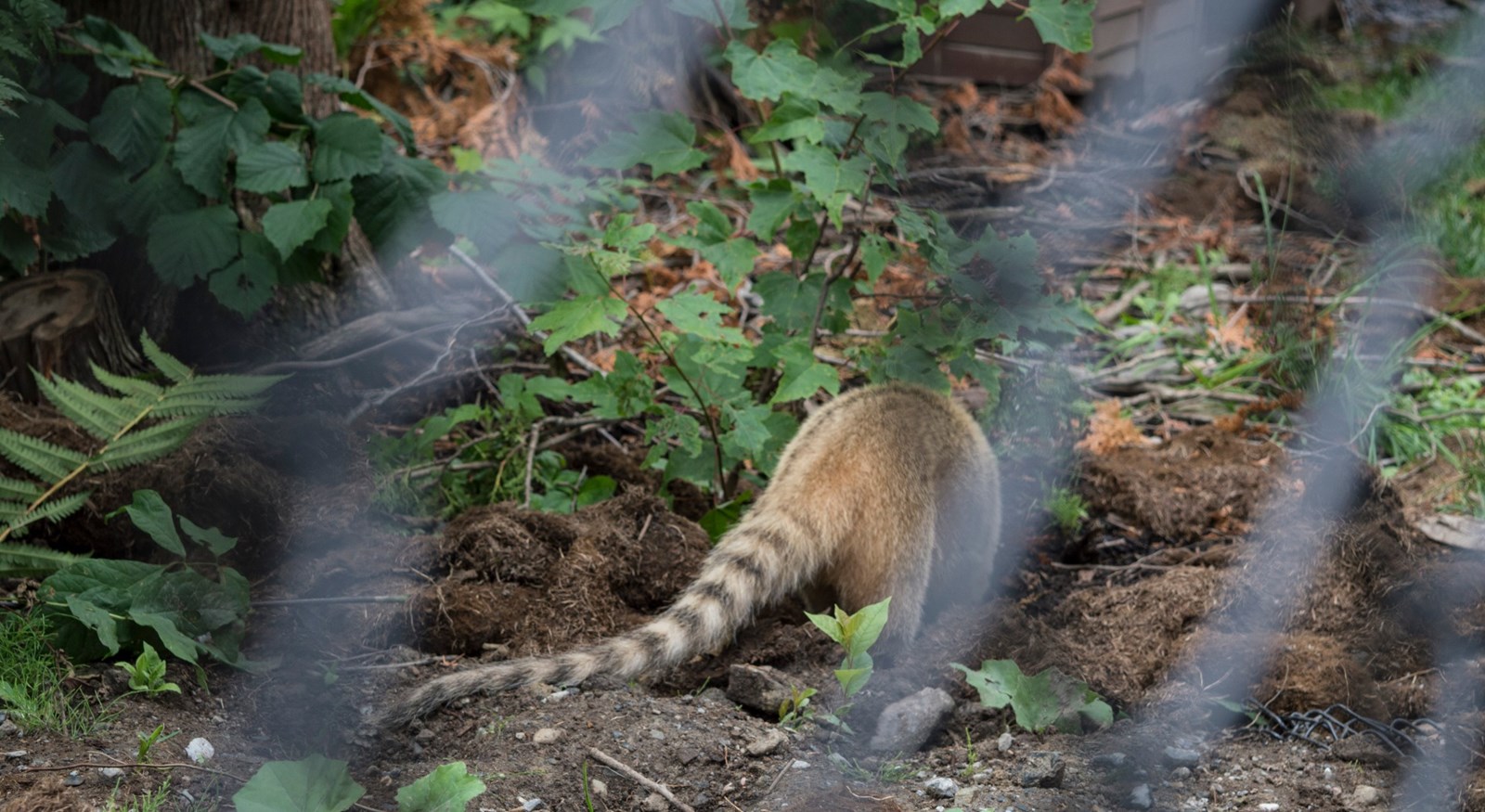 Le Miller zoo : une initiative hors du commun