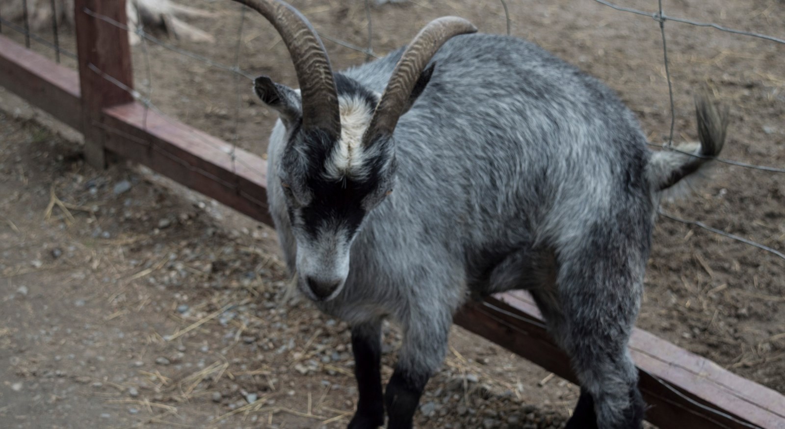 Le Miller zoo : une initiative hors du commun