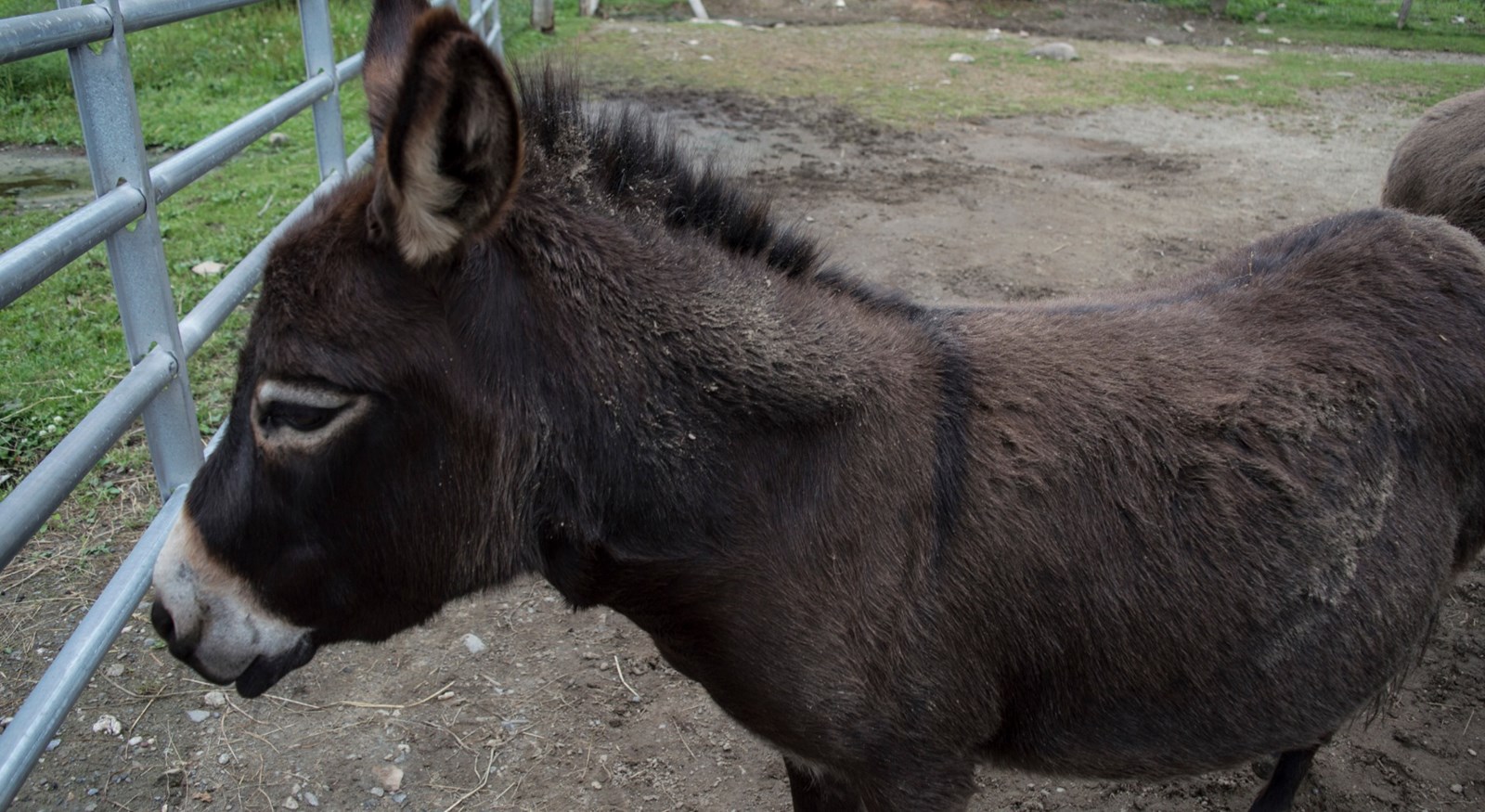 Le Miller zoo : une initiative hors du commun