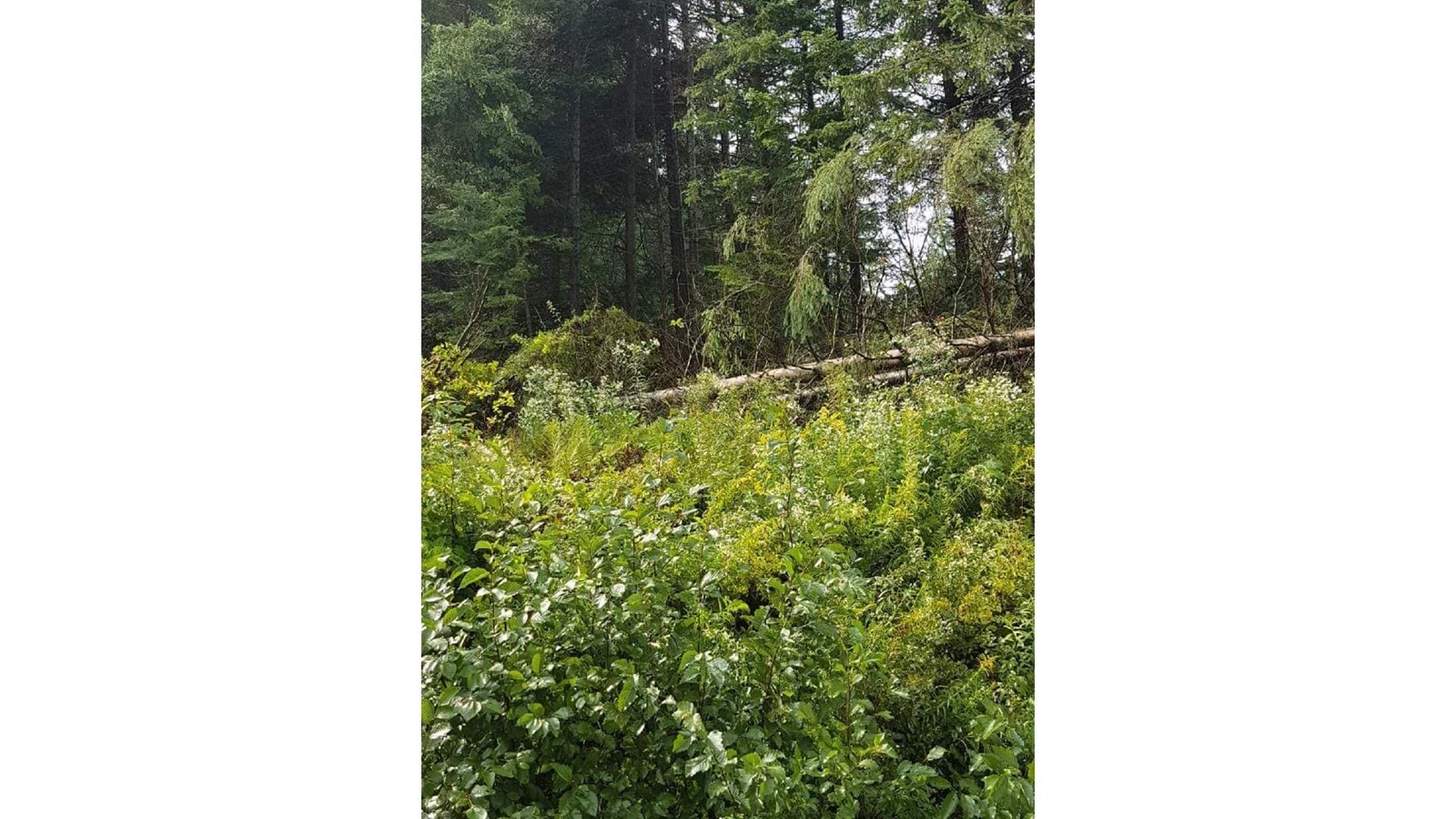 Photos des dégâts à St-Julien mercredi après-midi