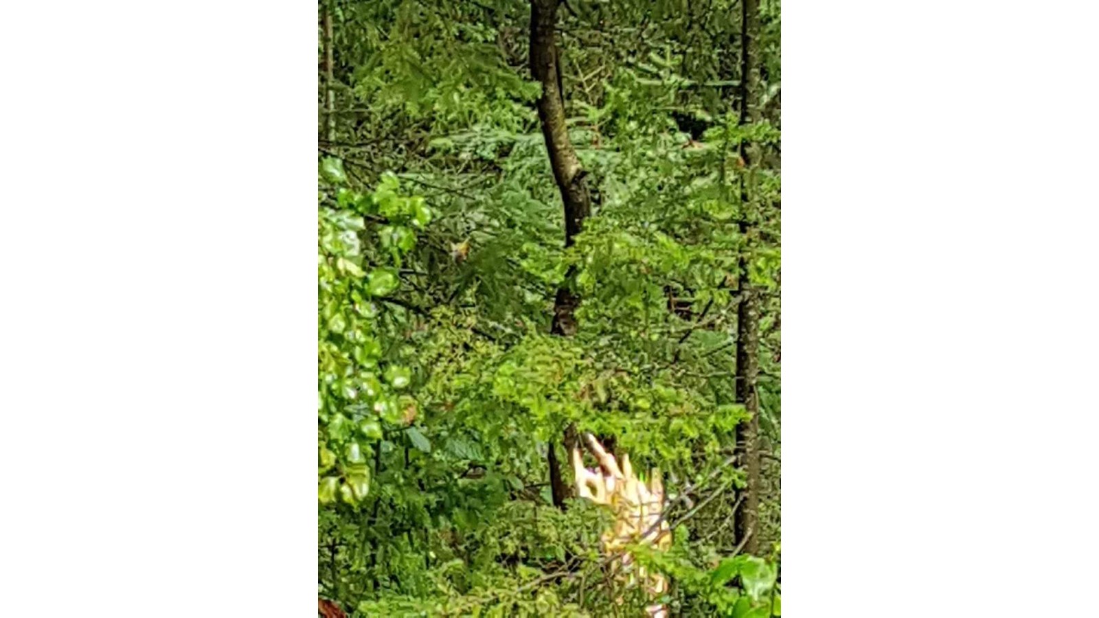 Photos des dégâts à St-Julien mercredi après-midi