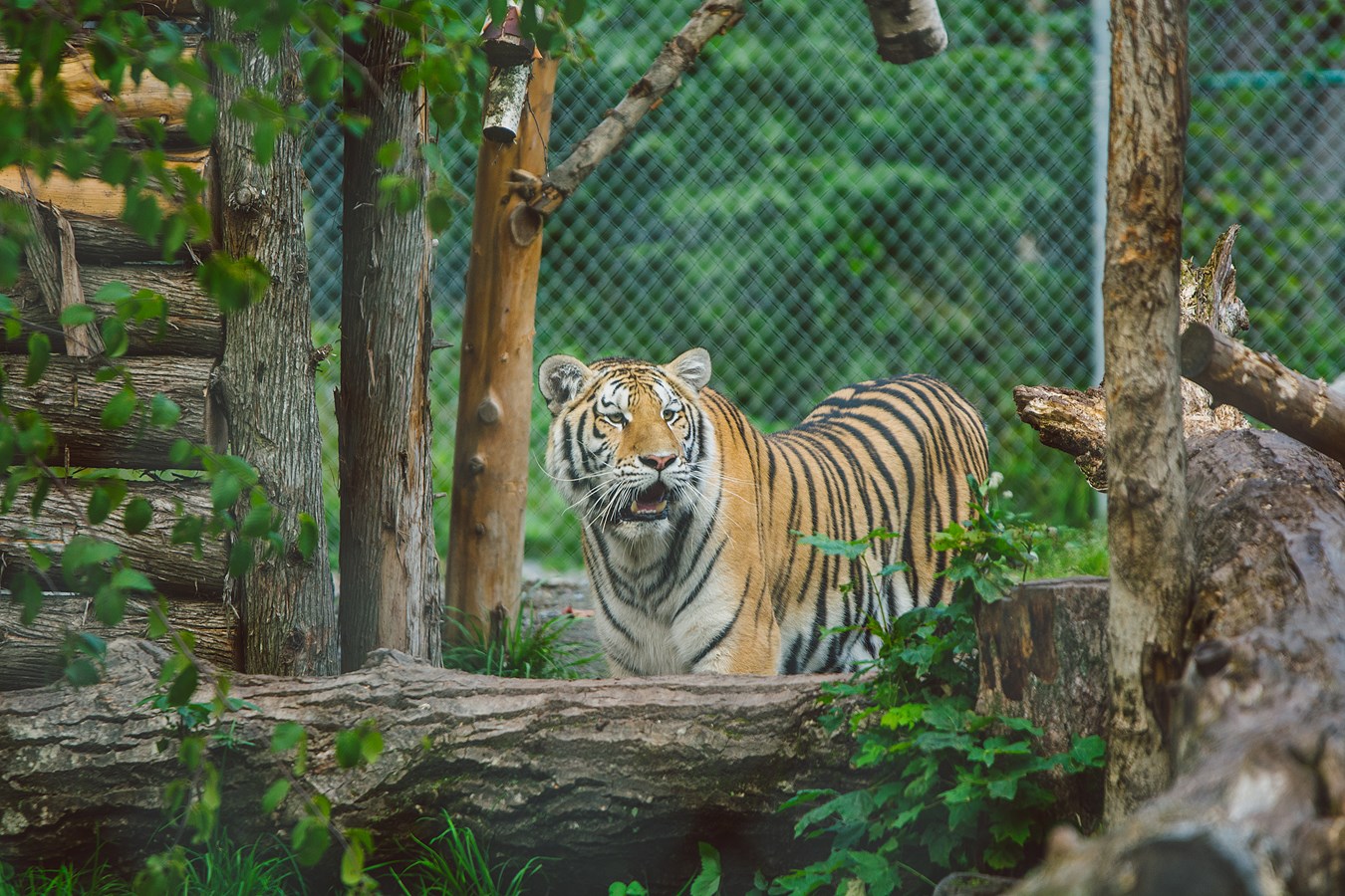 Le Miller Zoo. Crédit photo : S. Allard, TCA