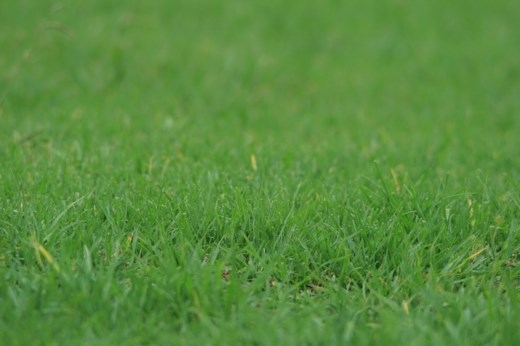 Quand traiter sa pelouse?