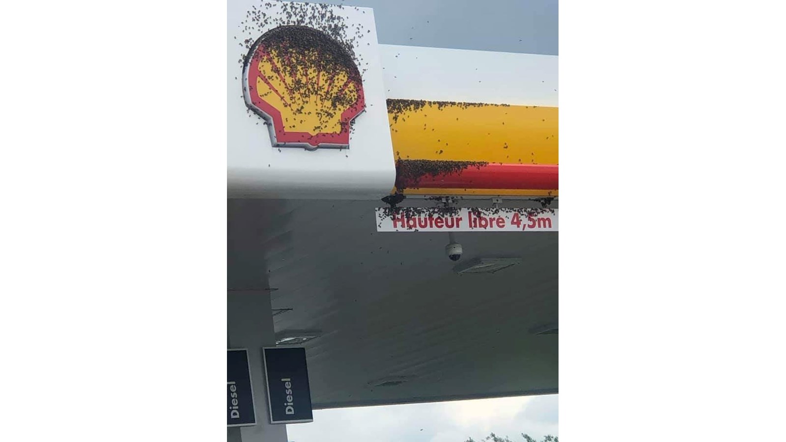 Un poste à essence de Vallée-Jonction assailli d’abeilles
