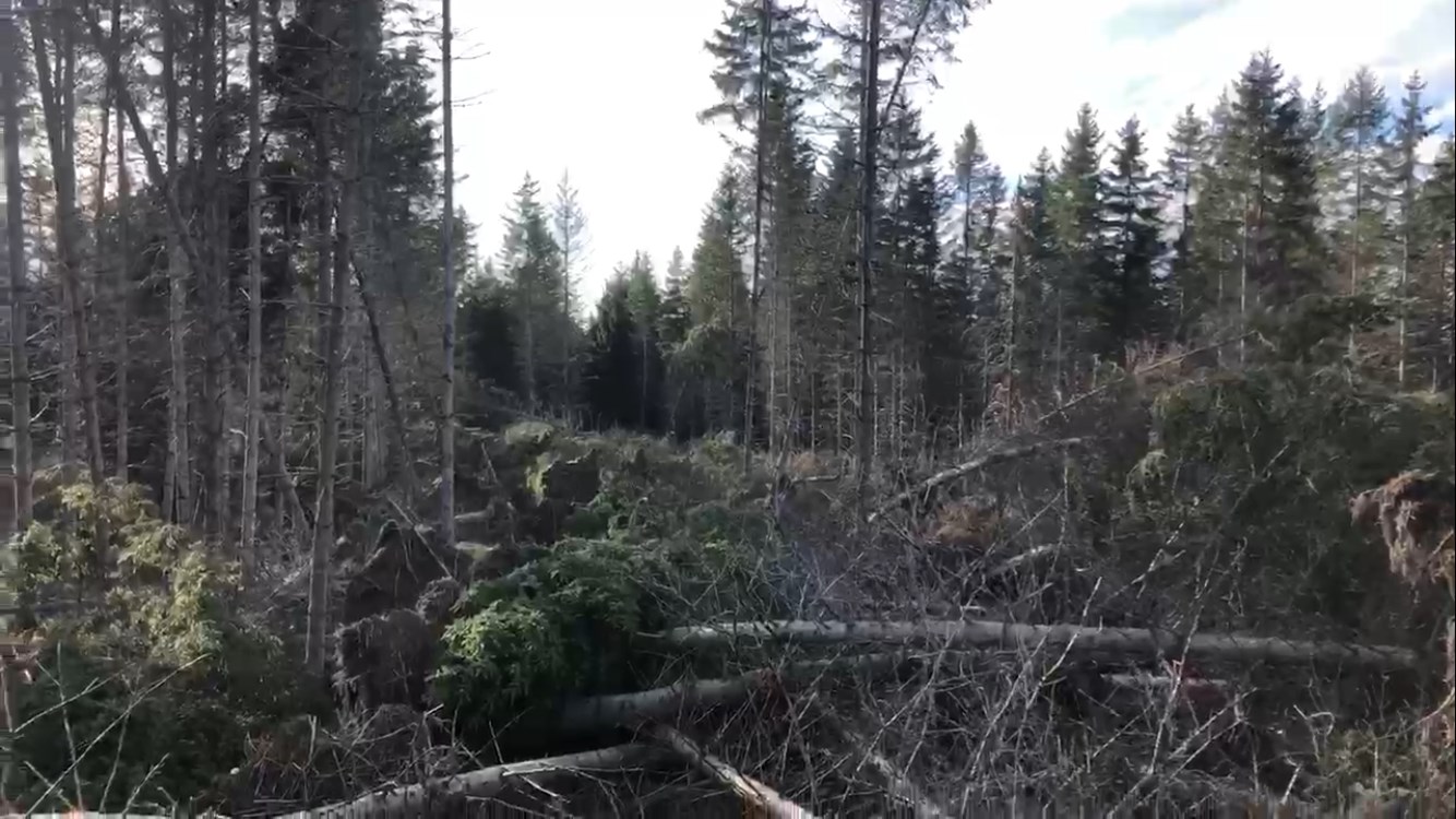 Tempête automnale : les propriétaires de boisés invités à la prudence 