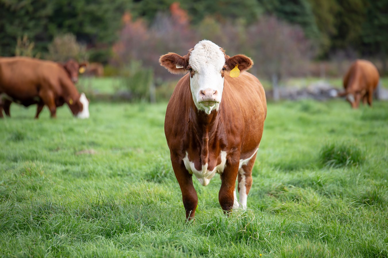 Les producteurs de bovins de la région remettent plus de 5 000 $ aux banques alimentaires
