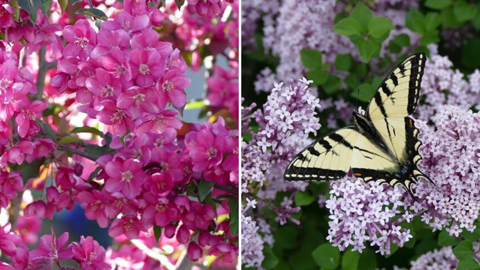 Galerie photos 3 : la fleuraison en Beauce