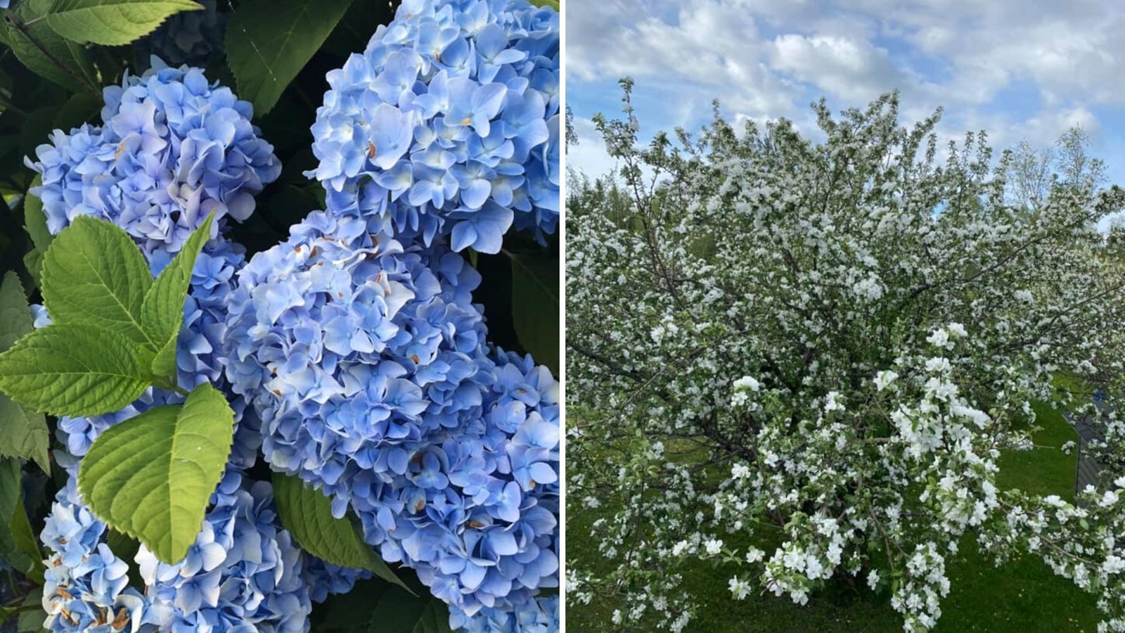 Galerie photos 3 : la fleuraison en Beauce