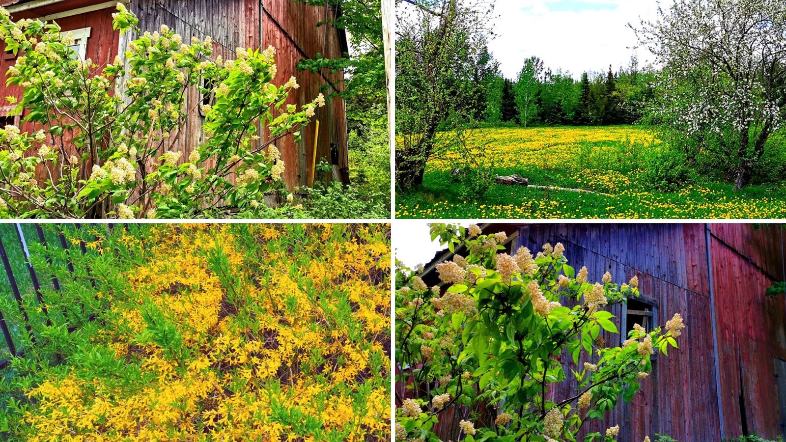 Galerie photos 3 : la fleuraison en Beauce