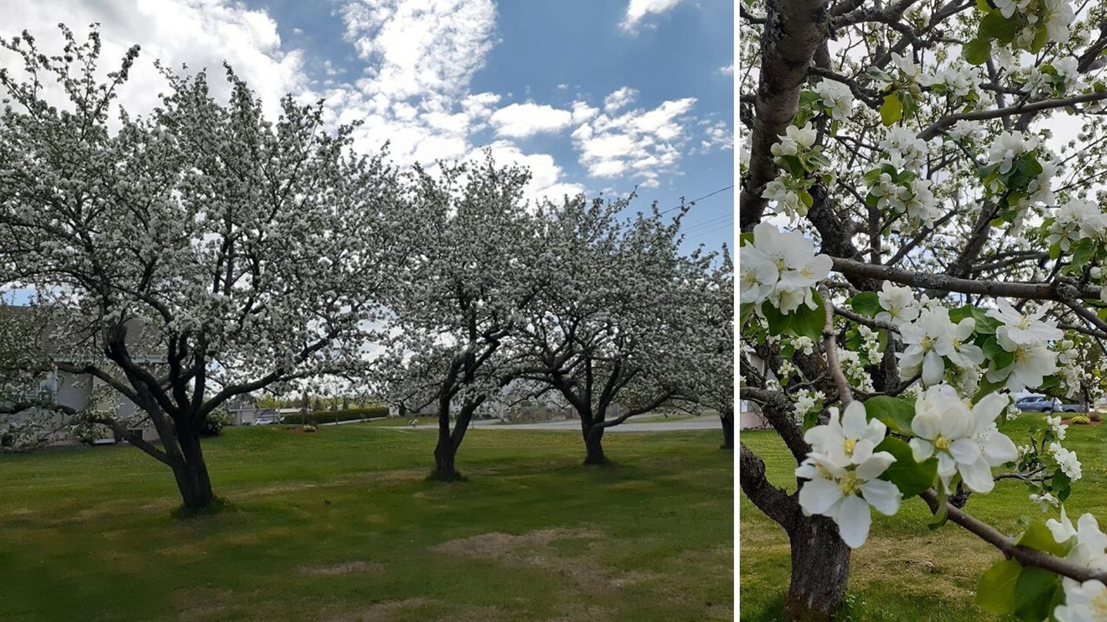 Galerie photos 3 : la fleuraison en Beauce