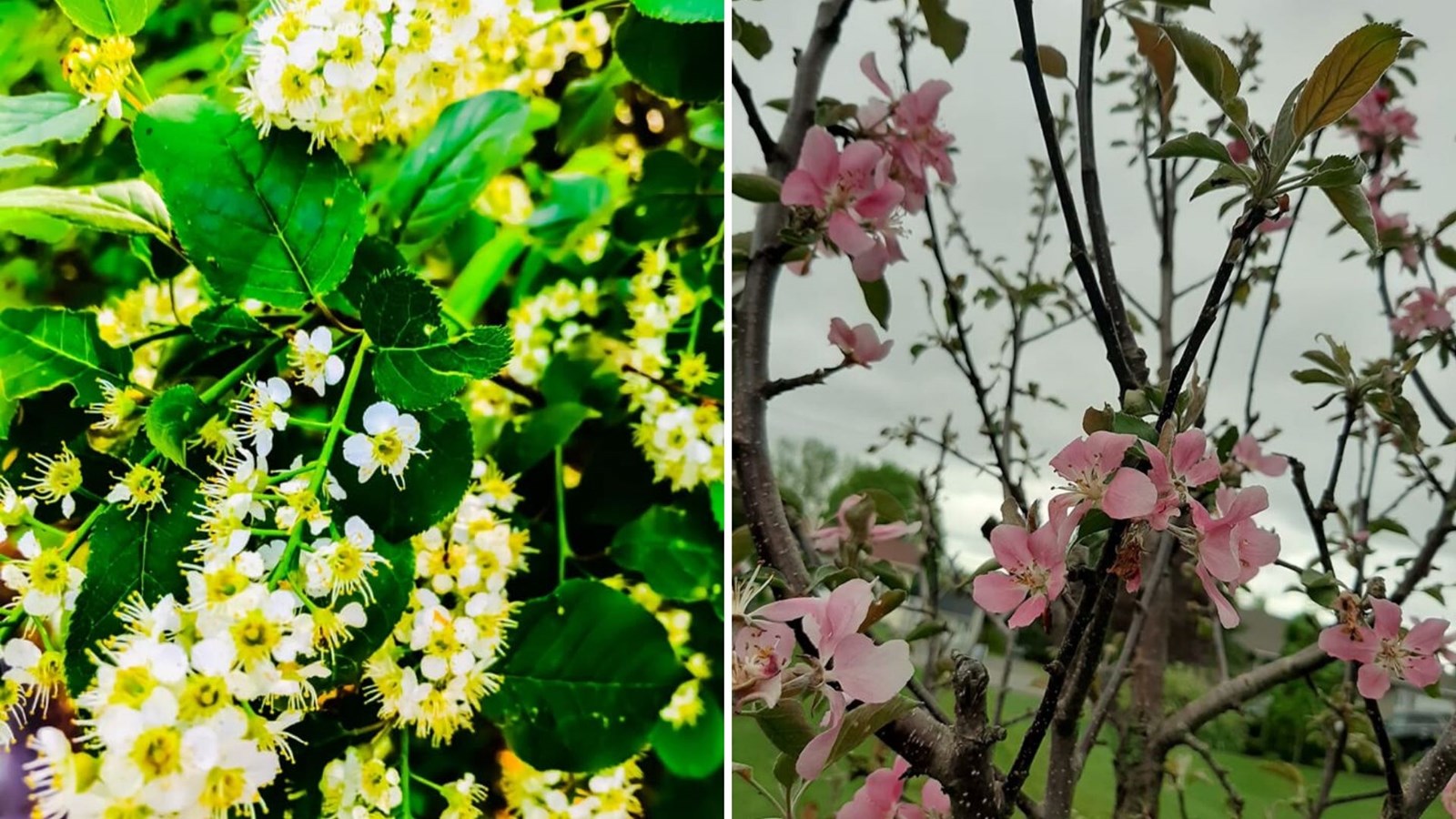 Galerie photos 3 : la fleuraison en Beauce