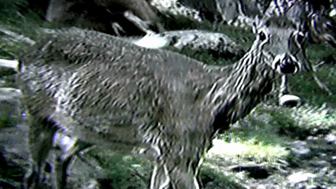 Normand DeLessard présente le mini zoo du Parc des Sept-chutes de Saint-Georges