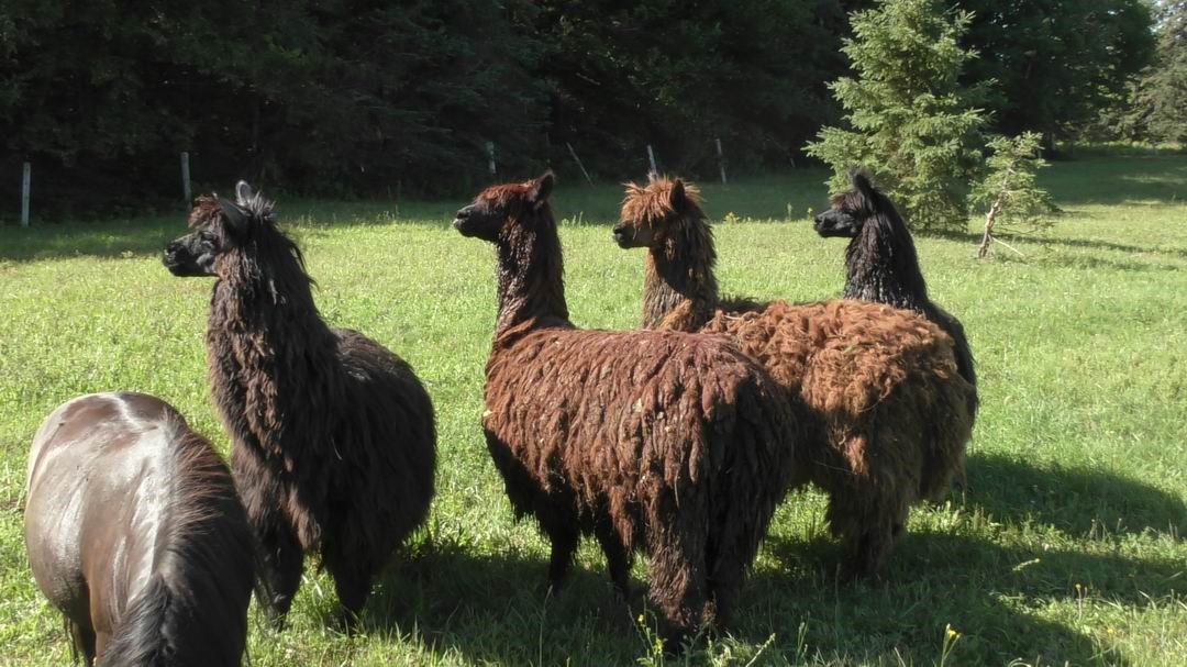 Normand DeLessard présente Guymont Labbé et sa passion pour les chevaux miniature