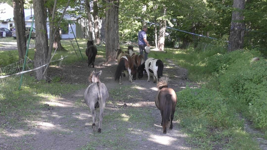 Normand DeLessard présente Guymont Labbé et sa passion pour les chevaux miniature
