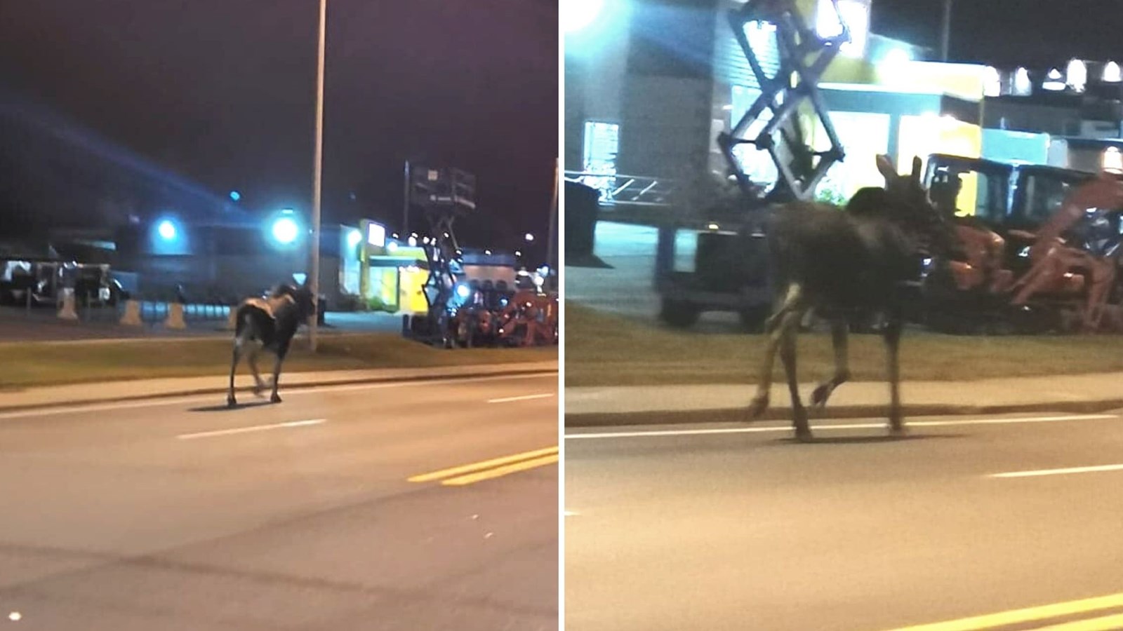 Gambade d'un jeune orignal à Saint-Georges la nuit dernière
