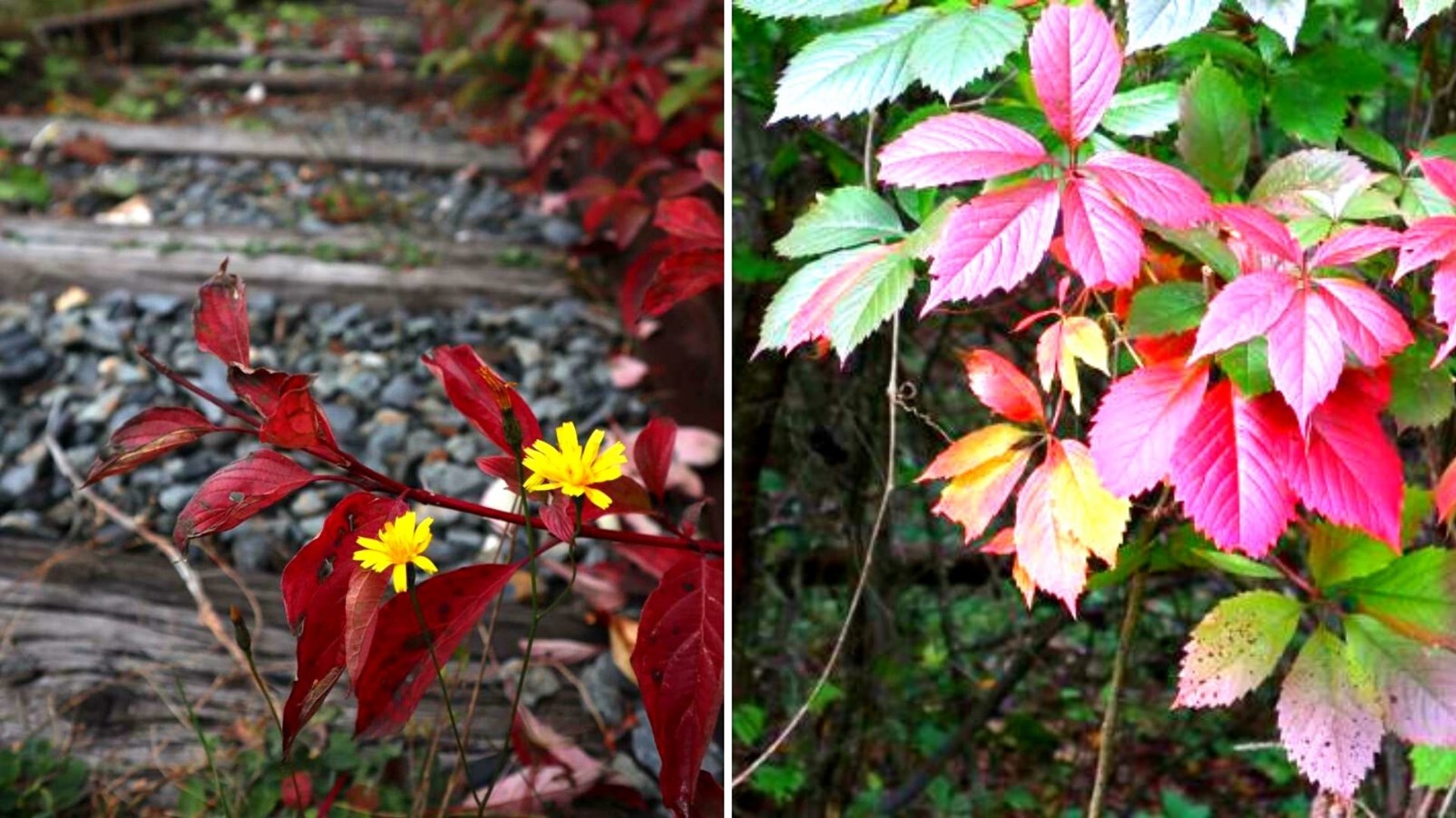 Captez-nous en photos la belle saison des couleurs — GALERIE 1